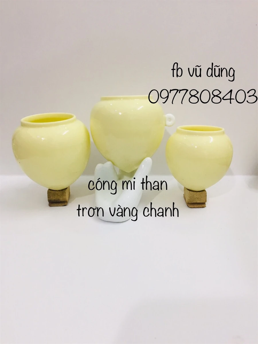 cóng mi than khướu vàng trơn