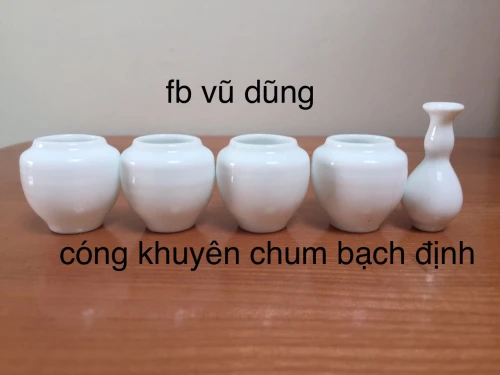 cóng khuyên chum bạch định